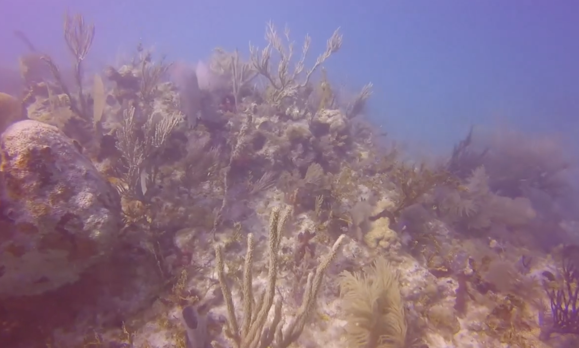 Good Friday Dive